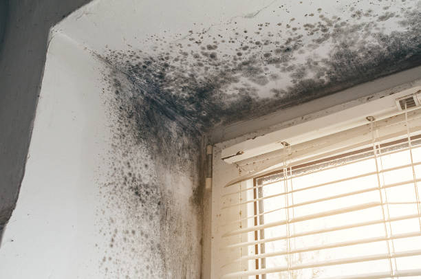 Affordable Mold Removal solutions in Saint Francis, MN